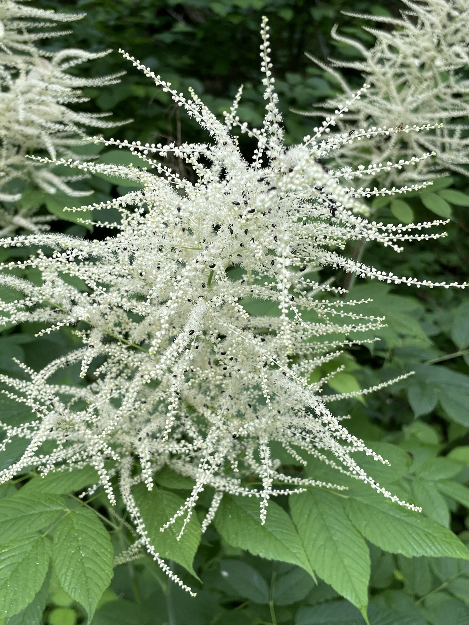 Aruncus dioicus var. dioicus