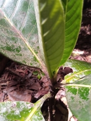 Robbrechtia grandifolia image