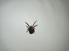 Araneus granadensis