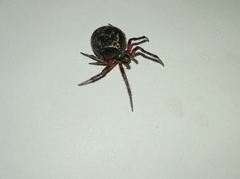 Araneus granadensis