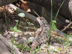 Sceloporus spinosus
