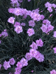 Dianthus plumarius