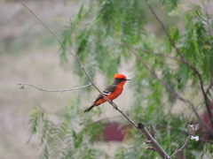 Pyrocephalus rubinus