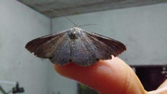 Azeta