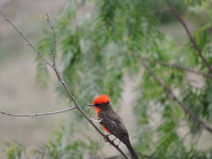 Pyrocephalus rubinus