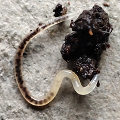 Nematoda