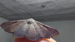 Azeta