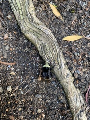 Bombus californicus