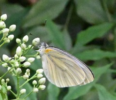 Pieris latouchei