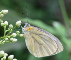 Pieris latouchei