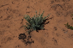 Cissampelos capensis