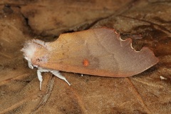Euhampsonia serratifera