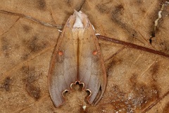 Euhampsonia serratifera