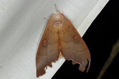 Euhampsonia serratifera