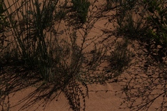 Hermannia joubertiana