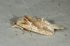 Saliocleta lativitta