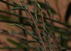 Hermannia joubertiana