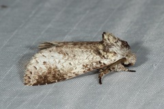 Epistauropus plagosus