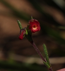 Hermannia joubertiana