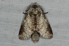 Epistauropus plagosus