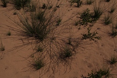 Hermannia joubertiana