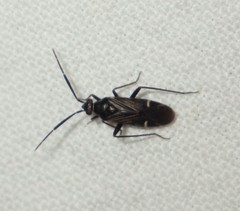 Cremnocephalus alpestris