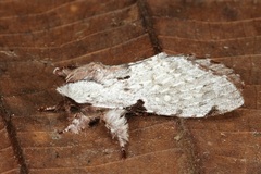 Harpyia microsticta