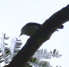 Polioptila bilineata