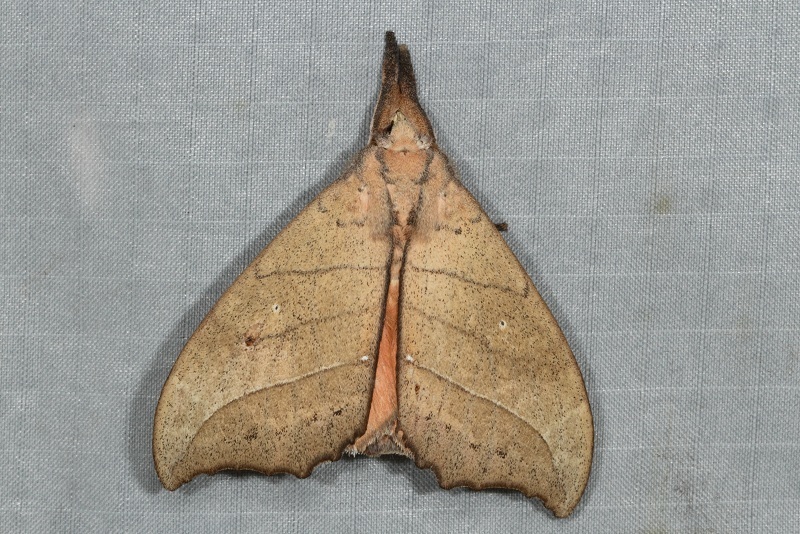Gangarides vittipalpis