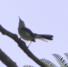 Polioptila bilineata