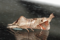 Clostera bramah