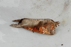 Clostera bramah