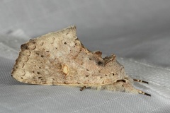 Olophontosia dimorpha