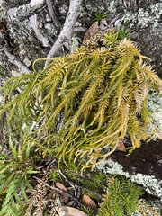 Phlegmariurus varius