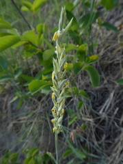 Elymus lanceolatus