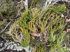 Phlegmariurus varius