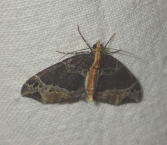 Ecliptopera capitata