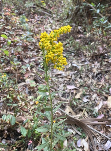 Cascade Canada Goldenrod