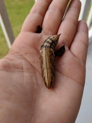 Xylophanes tersa