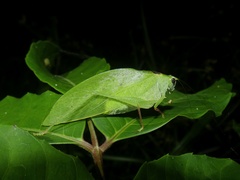 Phylloptera