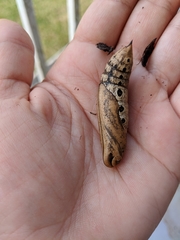 Xylophanes tersa