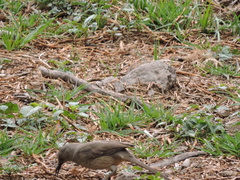 Toxostoma curvirostre