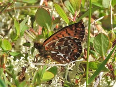 Boloria polaris