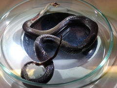 Cacophis harriettae