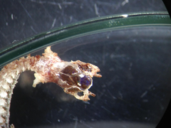 Cacophis harriettae
