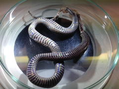 Cacophis harriettae