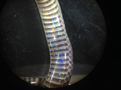 Cacophis harriettae