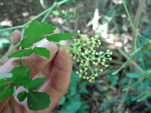 Afrocayratia triternata (Afrocayratia triternata)