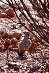 Cinclosoma marginatum