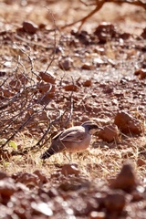 Cinclosoma marginatum